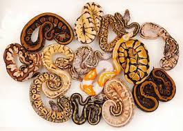 Snakes Reptile Snakes Ball Python Morphs Beautiful Snakes