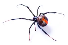They are not intimidated by prey many times larger than themselves. First Aid Australian Spider Bites Head2toe First Aid