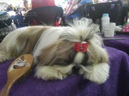 Good dog thoroughly vets every breeder to ensure they use responsible breeding practices for shih tzus. Shih Tzu Breeders In Florida Puppies For Sale Devalon Shihtzu