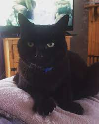 If You Re Searching For Some Great Halloween Names For Black Cats We Ve Got A Treat For You Check Out 20 Great Male Cats Names For Black Cats Kitten Names