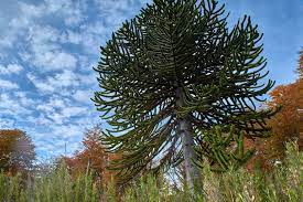 Check spelling or type a new query. Description And Care Of The Monkey Puzzle Tree