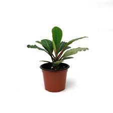 Image result for Euphorbia kilwana