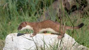 Tüdelüt, released 01 april 2017 1. Hermelin Mustela Erminea A Photo On Flickriver