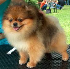 La versione più diffusa in italia è il volpino marrone, meno frequentemente invece si vede in giro il volpino di pomerania nero nano. Razze Cani Spitz Tedesco Nano
