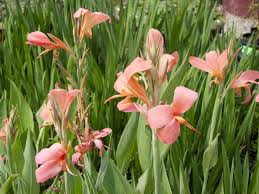 Image result for Aeschynomene glauca