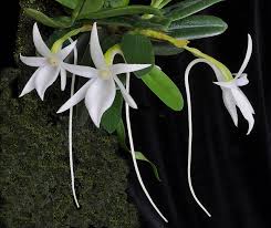 Image result for Angraecum conchiferum