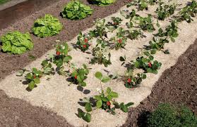 Nortene Chanvrelin En 750 G De 1 35 X 3 M Pour Les Fraisiers Plante Jardinerie Agriculture Francaise