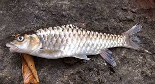 Mahseer Wikipedia