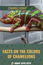 Pin On Chameleons
