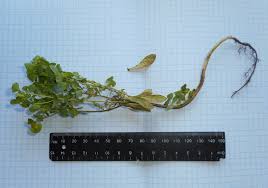 Image result for Euphorbia pseudopetiolata