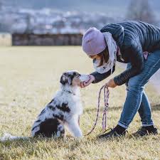 Ausgangsbeschränkungen in bayern, weitreichende maßnahmen auch in anderen ländern. Gassi Gehen Trotz Corona Ausgangssperre Oder Quarantane Was Erlaubt Ist Tiere