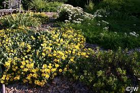 Image result for Gutenbergia filifolia