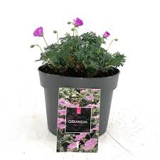Image result for Geranium sanguineum Max Frei