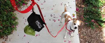 Is it ok to pick your dog up by his legs? How To Clean Up Dog Poop The Ultimate Guide Justfoodfordogs