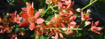 What flowers can kill you? Christmas Bush Backyard Buddies