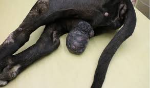 Testicular cancer occurs in one or both of a man's testicles. Testicular Cancer In Dogs Petcoach