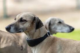 Are Greyhounds Smart Reasons Why Theyre Intelligent Dogs
