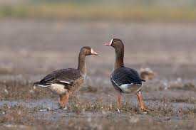 It is named for the patch of white feathers bordering the base of its bill, in fact albifrons comes from the latin albus white and frons forehead . Lesser Greater White Fronted Geese Little Rann Of Kutch Gujarat Conservation India