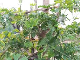 Image result for Momordica balsamina