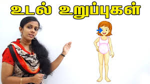 The way women's body parts are named may perpetuate the idea that they were 'discovered' by intrepid male 'explorers' (credit: Learn Human Body Parts For The Body In Tamil à®®à®© à®¤ à®‰à®Ÿà®² à®‰à®± à®ª à®ª à®•à®³ Adipadai Tamil Youtube