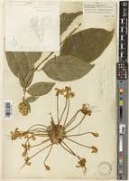 Image result for Clerodendrum capitatum