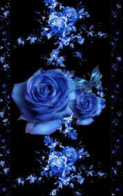 Blue Roses Blue Roses Wallpaper Blue Flower Wallpaper Flower Phone Wallpaper