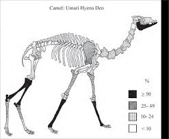 In a previous article, i discussed why apache camel is a useful tool for building small modules to perform integration independent of any of the pieces being integrated. Camel Skeleton Diagram Human Anatomy