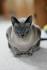 Siamese Cat Breed Information: Behavior, Pictures and Care ...