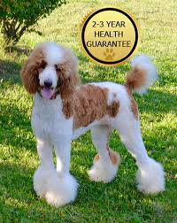Poodle (standard) puppies and dogs. Standard Poodle Puppies For Sale Near Me Off 57 Www Usushimd Com