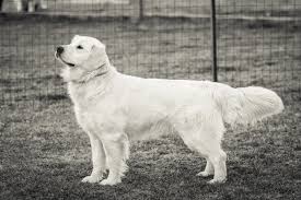Snow ranch english cream goldens is a quality, caring, and responsible boutique breeder of golden retrievers. Denzil S Goldens Akc Golden Retrievers For Your Family