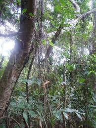 Image result for Gnetum africanum