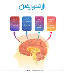 الحساب الرسمي للمديرية العامة لمكافحة المخدرات. ØªØ£Ø«ÙØ± Ø§ÙÙØ®Ø¯Ø±Ø§Øª Ø¹ÙÙ Ø§ÙØ¬ÙØ§Ø² Ø§ÙØ¹ØµØ¨Ù ÙÙØ§ÙØ© Ø£Ø¬ÙØ²Ø© Ø§ÙØ¥ÙØ³Ø§Ù