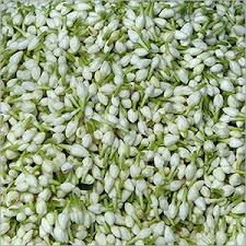 It is actually native to china and is known scientifically as trachelospermum jasminoides. Dried Jasmine Flower Wholesale Supplier And Manufacturer In India
