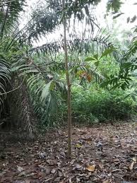 Image result for Alstonia congensis