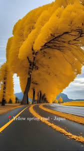 Discover the beauty of Yellow spring road in Japan , Yellow Spring Road, or  “Kibuna no Michi” in Japanese, is a scenic route renowned for its vibrant  yellow rapeseed flowers blooming cherry blossoms ...