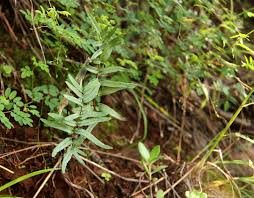 Image result for Pellaea doniana