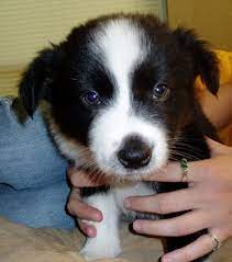 Again, you should meet the parent dogs as well as the puppy before you buy. Border Collie Puppies Louisiana Zoe Fans Blog Collie Puppies Puppy Dog Pictures Puppy Mix