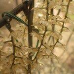 Image result for Diaphananthe bidens