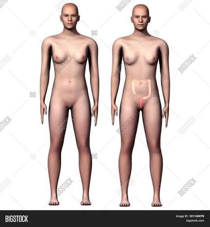 Term Intimate Parts Image & Photo (Free Trial) | Bigstock
