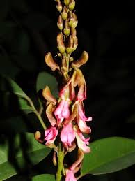 Image result for Indigofera lydenburgensis