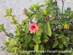 Image result for Barleria galpinii