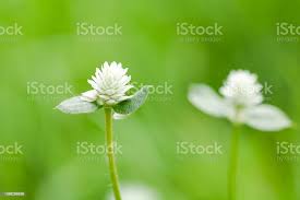 Image result for Gomphrena celosioides