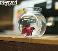 Pin On Betta Fish