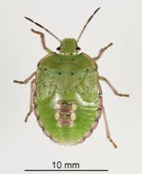 Image result for Nesaea polycephala