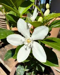 Image result for Wrightia