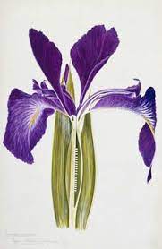 Creatively Different Roller Blinds Page Not Found 404 Iris Drawing Flower Artwork Iris Painting