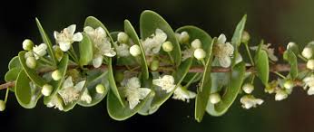 Image result for Eugenia natalitia