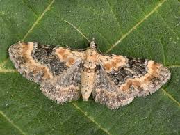 Image result for Eupithecia pulchellata