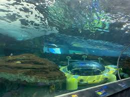 Ripley'S Aquarium Of Myrtle Beach - North Myrtle Beach Area Guide
