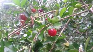 Not native to north america. Acerola Cherry Tree The Medicinal Tree Youtube